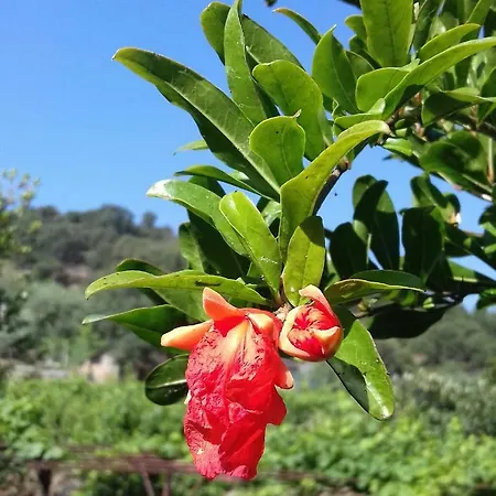 Vacanze Corongiu 別荘 トルトリ